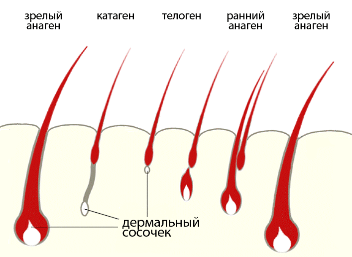 структура волос 
